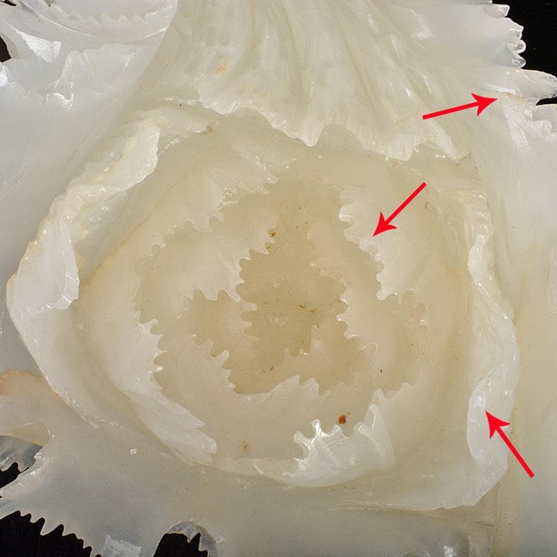 中国　玉石白玉彫刻　白菜　置物　唐木台付　V　R7211B