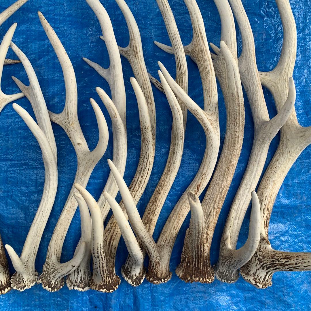 No.2094『鹿角16本セット』鹿の角　エゾ鹿　鹿角　蝦夷鹿
