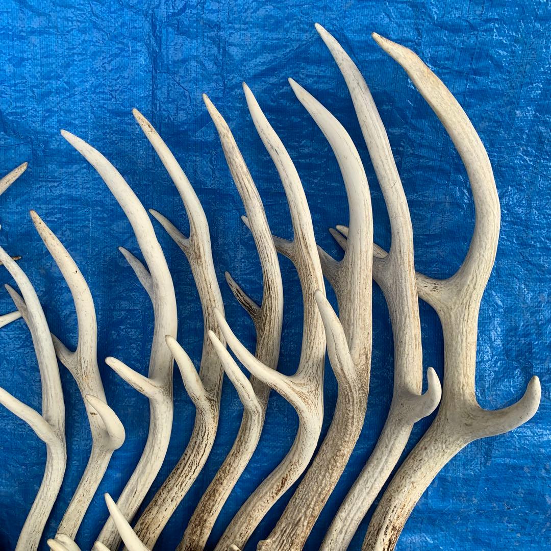 No.2094『鹿角16本セット』鹿の角　エゾ鹿　鹿角　蝦夷鹿