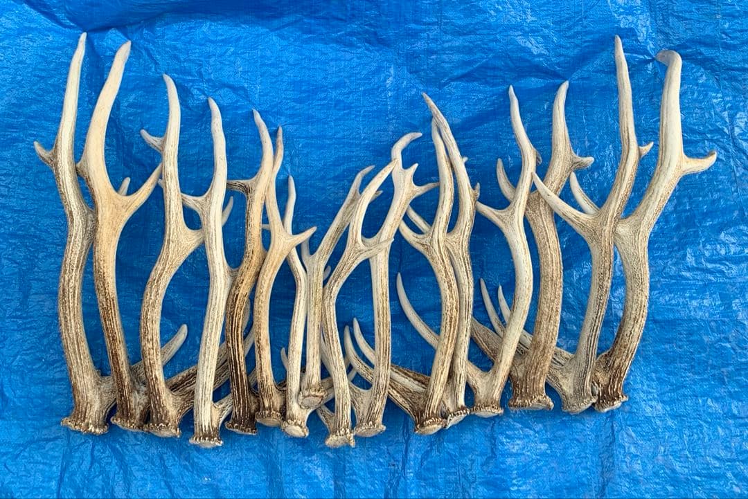 No.2094『鹿角16本セット』鹿の角　エゾ鹿　鹿角　蝦夷鹿