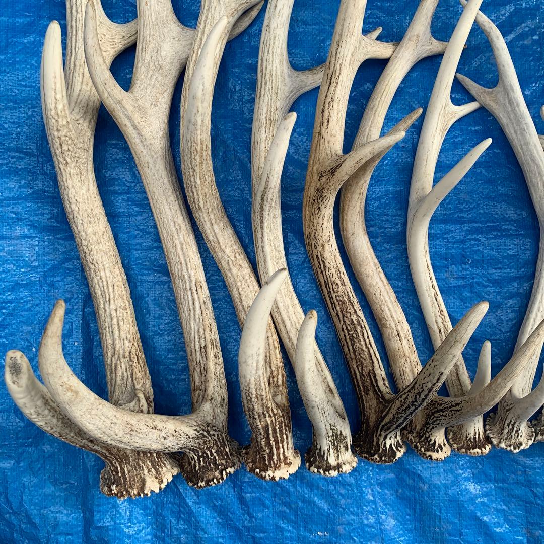 No.2094『鹿角16本セット』鹿の角　エゾ鹿　鹿角　蝦夷鹿