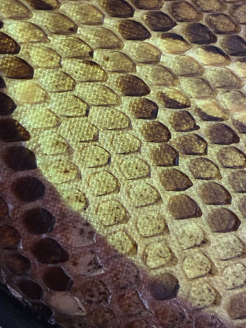 沖縄 三線 本皮 蛇皮 ヘビ皮 ドラゴン刺繍 ソフトケース付き