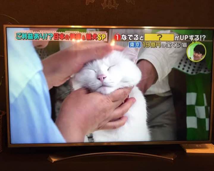 LGLED4kカラーテレビ49型&液晶保護カバー