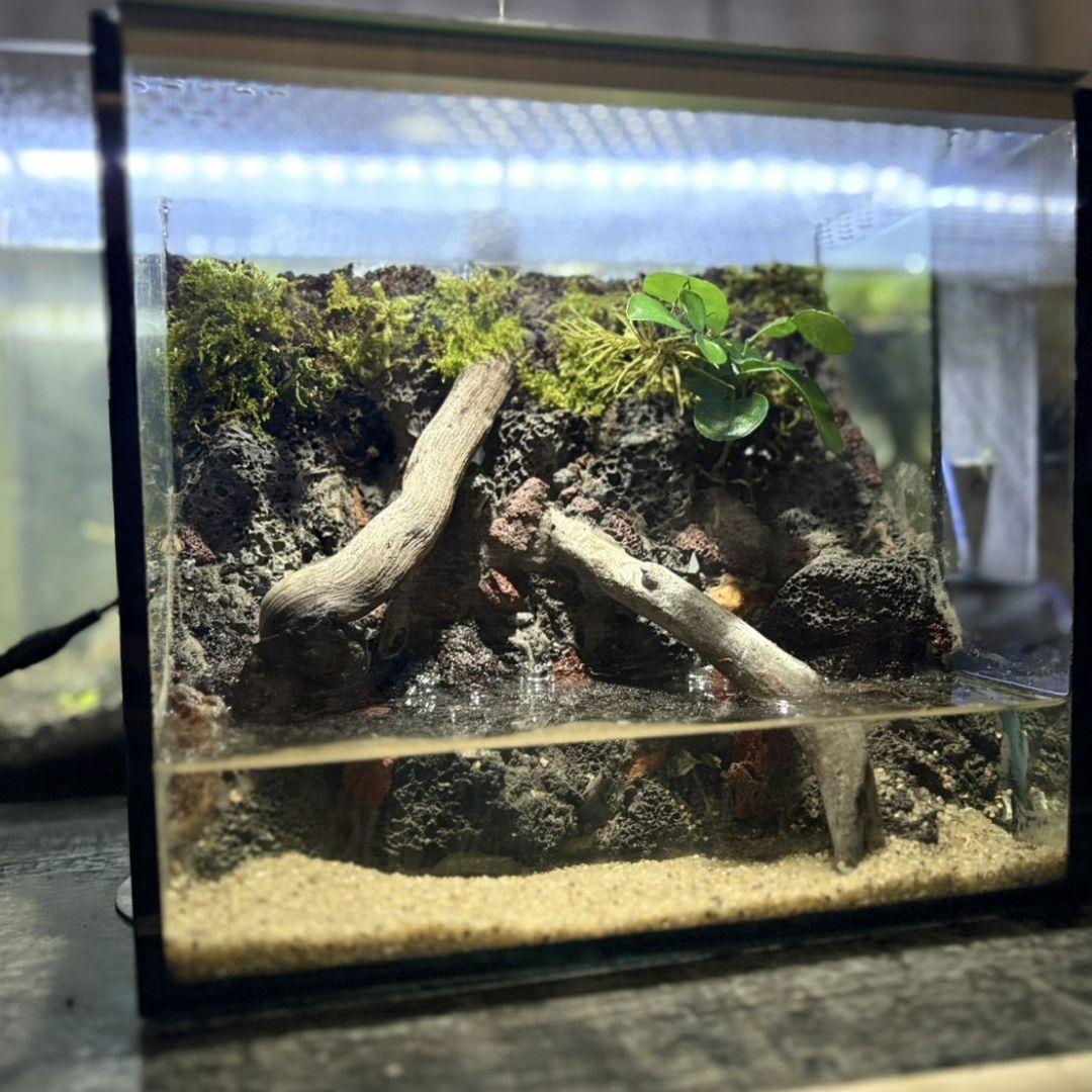 イモリウム　カマロ