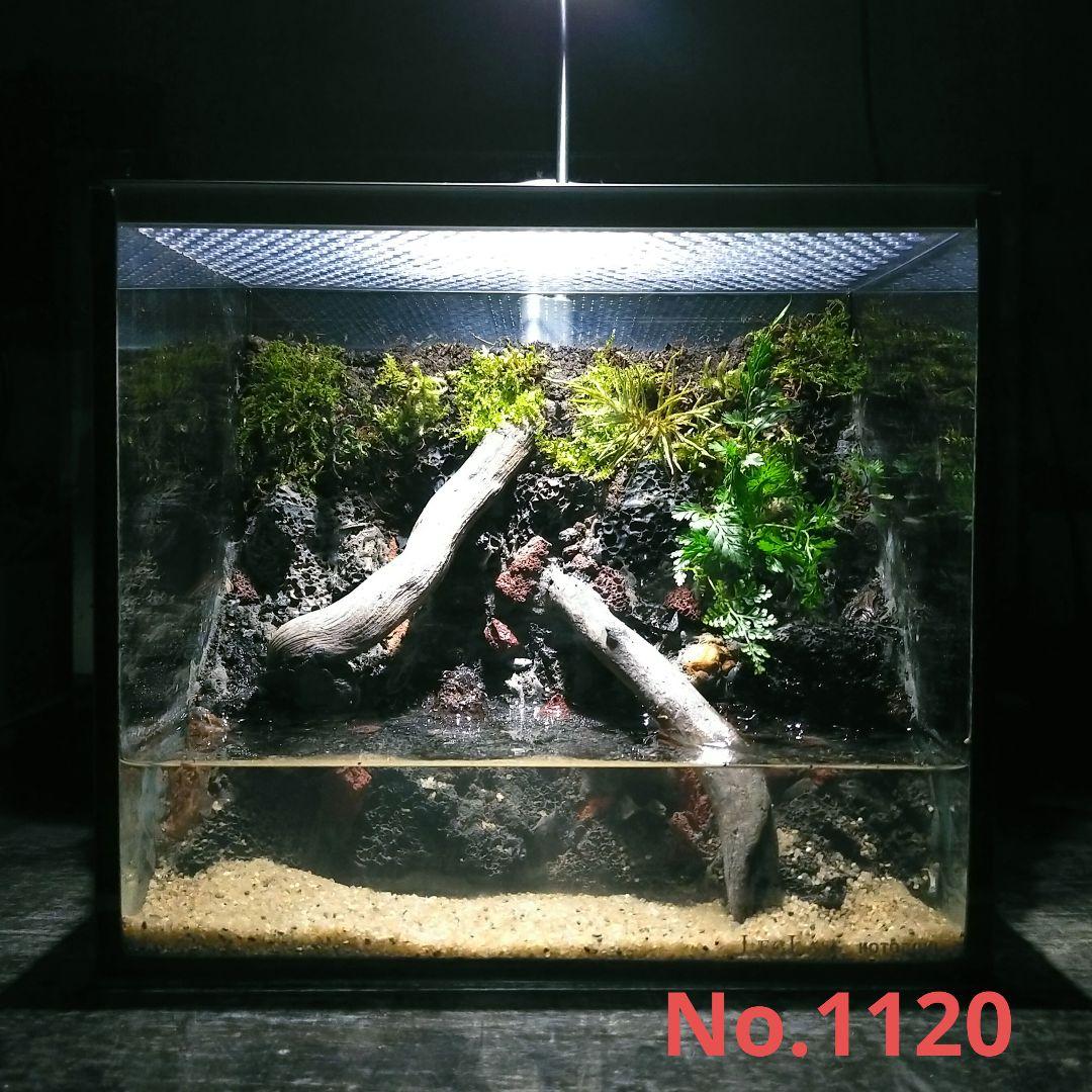 イモリウム　カマロ