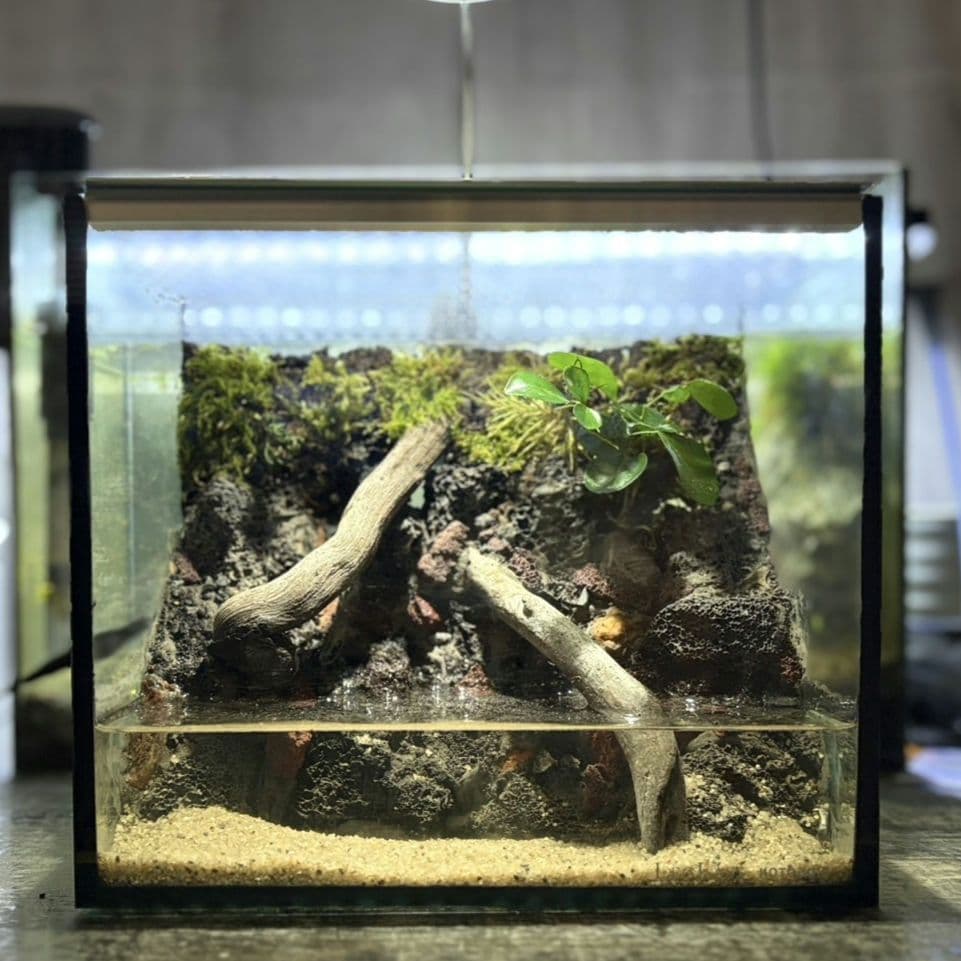 イモリウム　カマロ