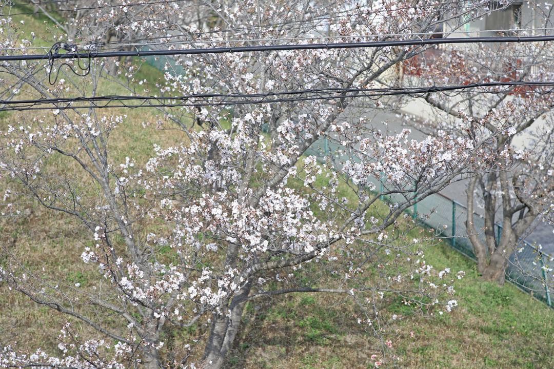 レンズ(単焦点) Contax Carl Zeiss Planar 85mm F1.4 #7233