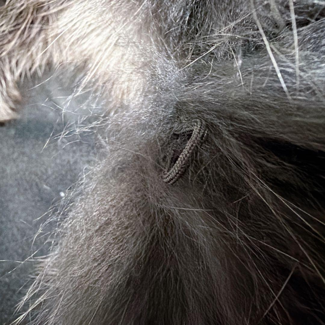 SAGA FURS カシミヤ100% ポンチョ ケープコート ブルーフォックス