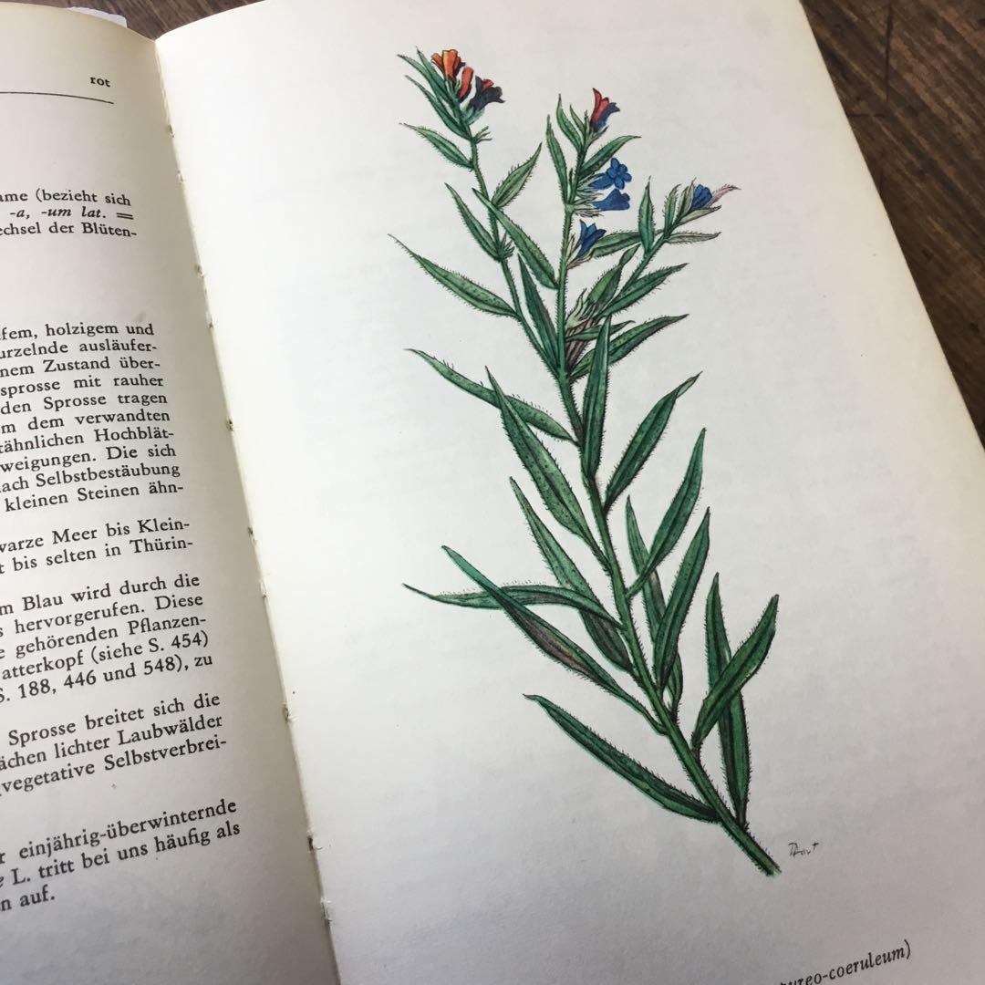 洋書　植物図鑑　ドイツ　花　BLUMEN IN WALD UND FLUR