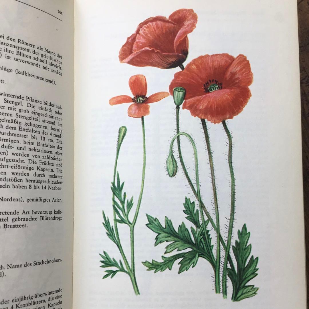 洋書　植物図鑑　ドイツ　花　BLUMEN IN WALD UND FLUR