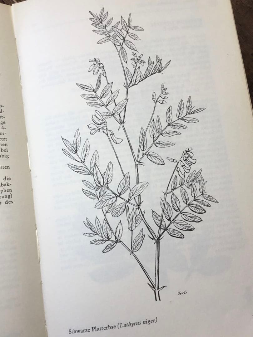 洋書　植物図鑑　ドイツ　花　BLUMEN IN WALD UND FLUR