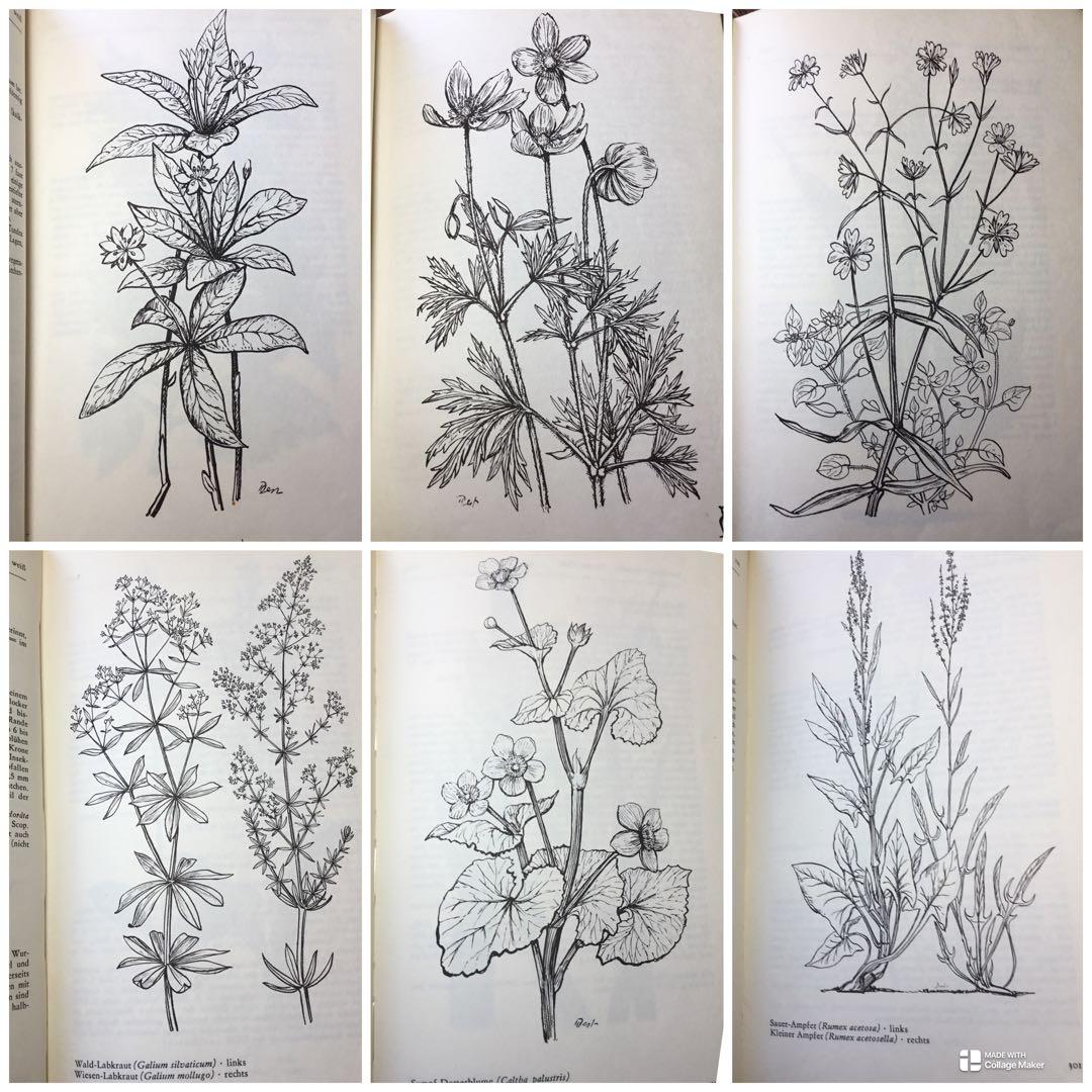 洋書　植物図鑑　ドイツ　花　BLUMEN IN WALD UND FLUR