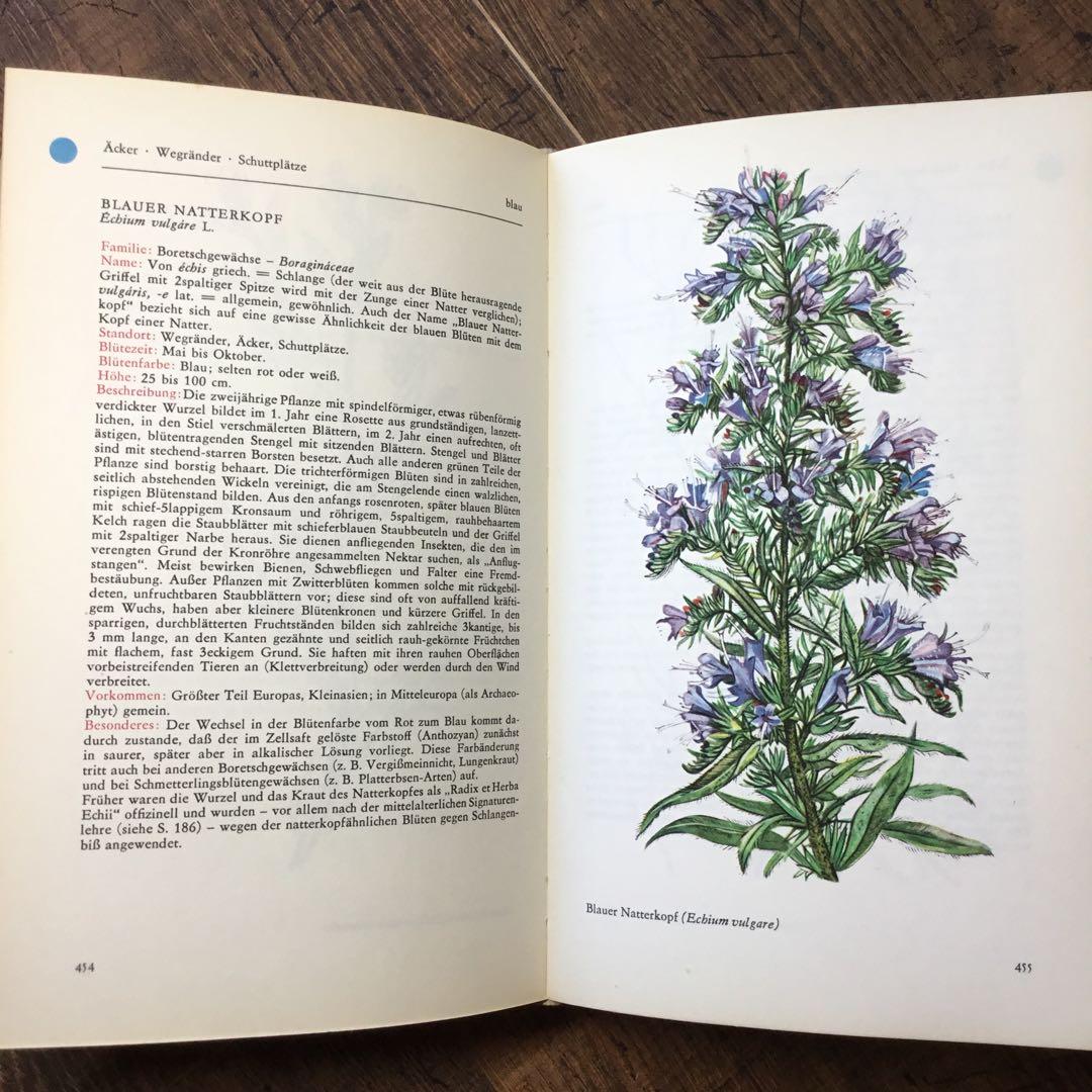 洋書　植物図鑑　ドイツ　花　BLUMEN IN WALD UND FLUR