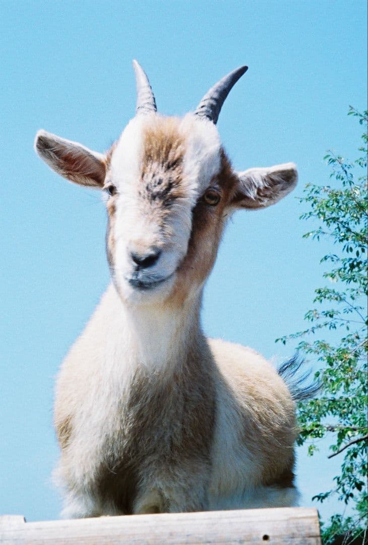 ☆美品・作例有☆ Canon demi EE17 露出計動作品