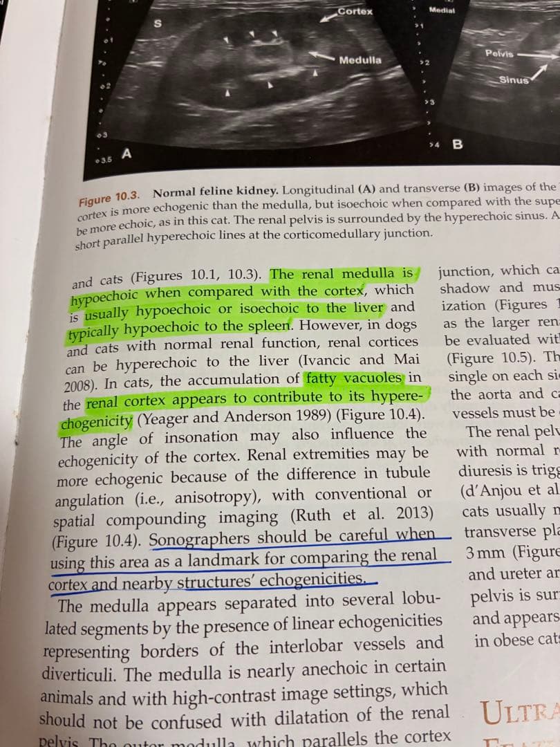 Small Animal Ultrasonography 第2版