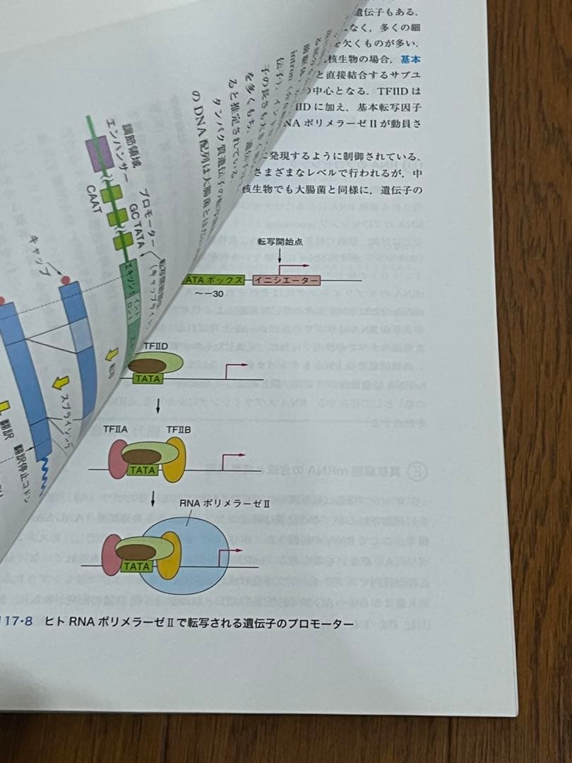 [白本4冊セット] 現代歯科薬理学・基礎歯科生理学・老年歯科学・シンプル生化学