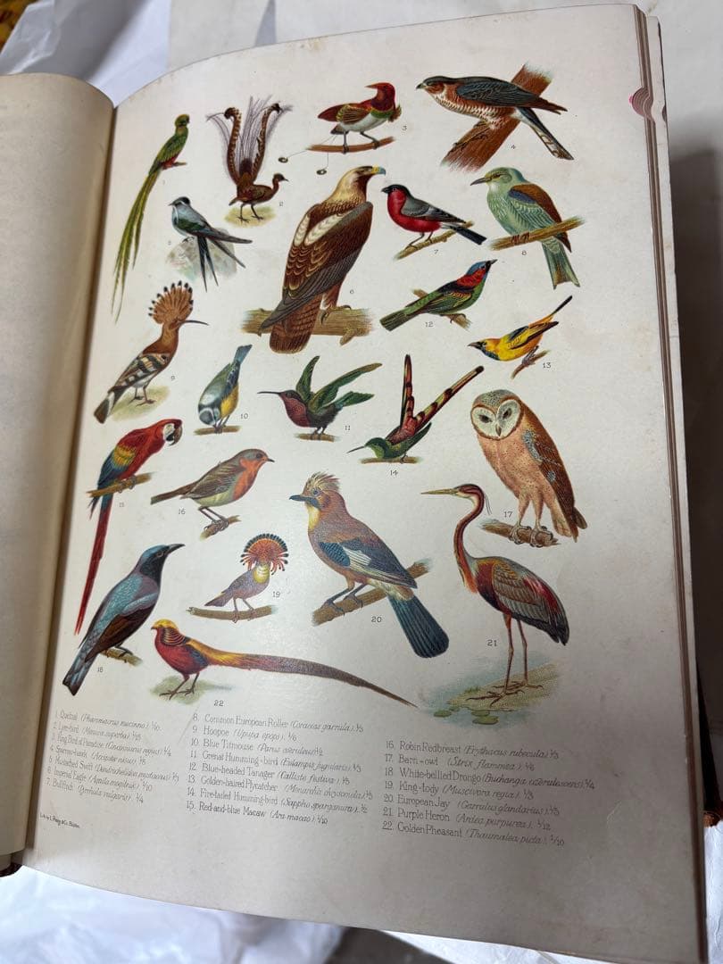 辞書　Standard Dictionary English Languae