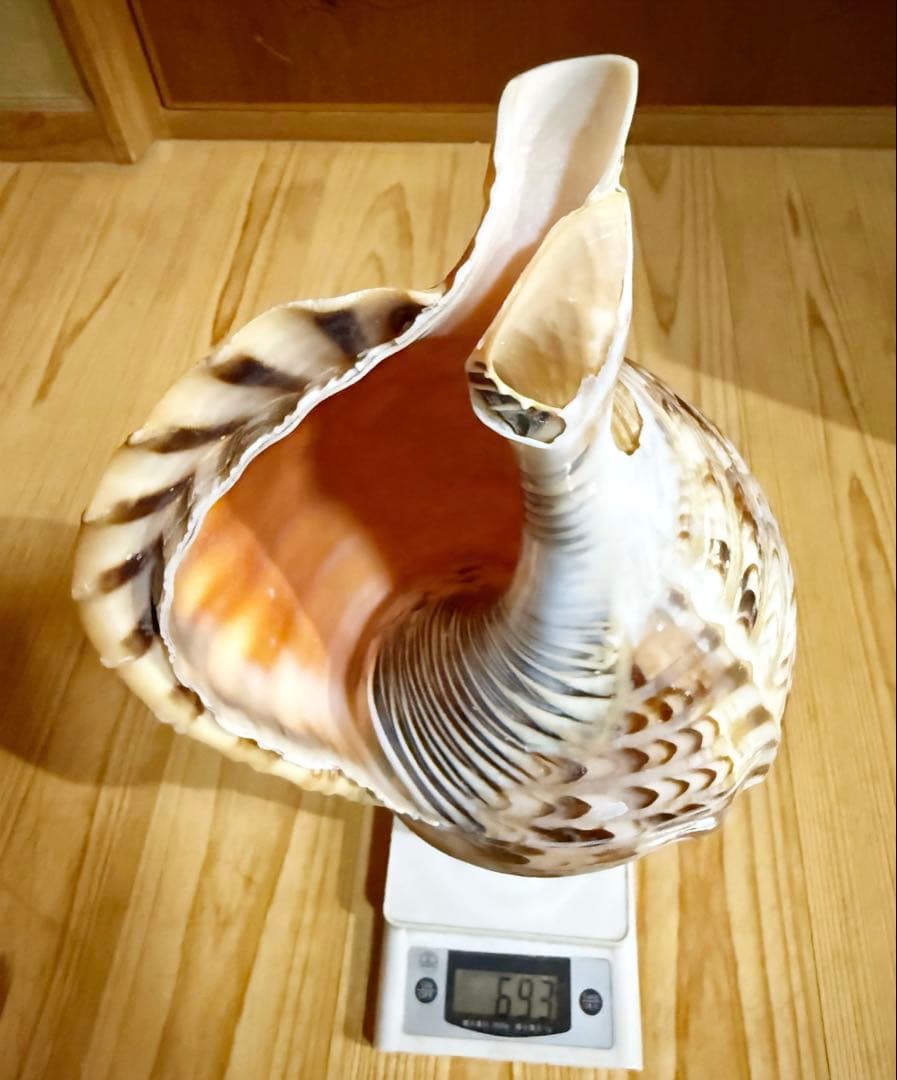 コ*チ様 修験道法螺貝37㎝ 山伏　密教　魔除け　熊よけ❣️ホラガイ　ほら貝