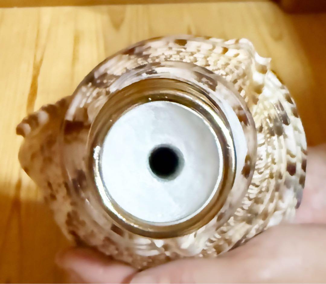 コ*チ様 修験道法螺貝37㎝ 山伏　密教　魔除け　熊よけ❣️ホラガイ　ほら貝