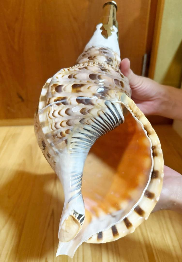 コ*チ様 修験道法螺貝37㎝ 山伏　密教　魔除け　熊よけ❣️ホラガイ　ほら貝