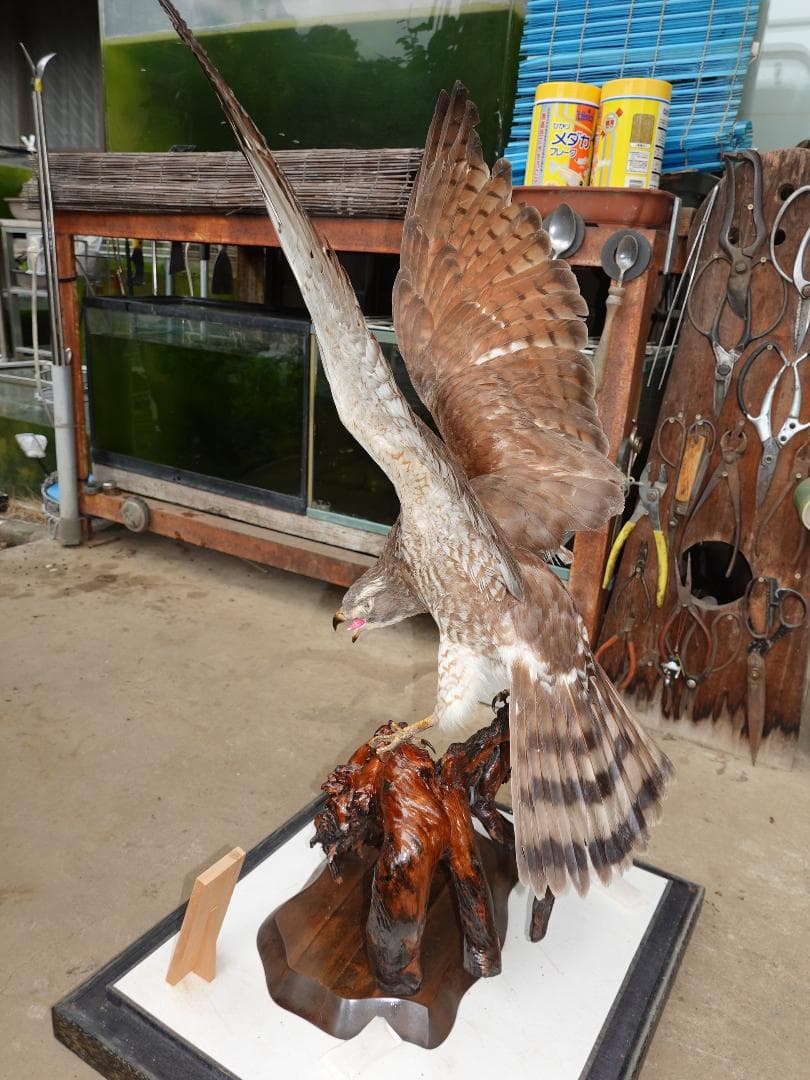 さしば鷹　剥製　(梱包・発送たのメル便5000円含)