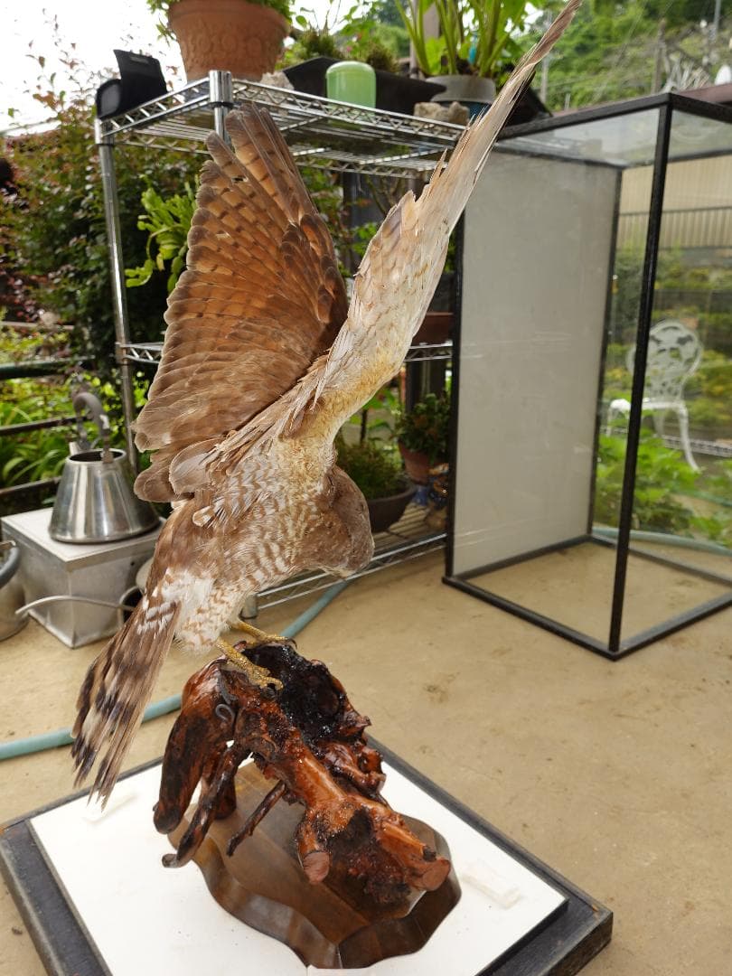さしば鷹　剥製　(梱包・発送たのメル便5000円含)