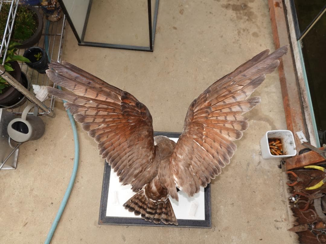 さしば鷹　剥製　(梱包・発送たのメル便5000円含)