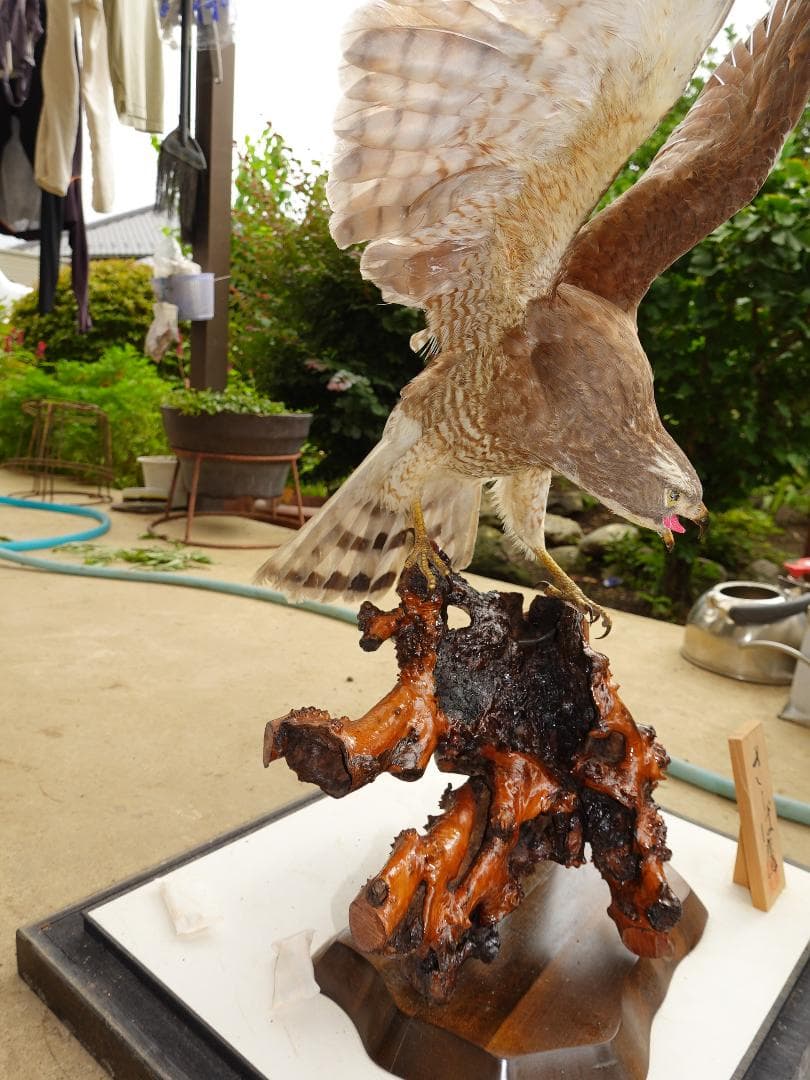 さしば鷹　剥製　(梱包・発送たのメル便5000円含)