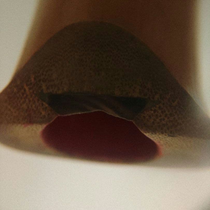 【❣️✨超希少品✨❣️】　尺八　苓峯銘　(袋付)