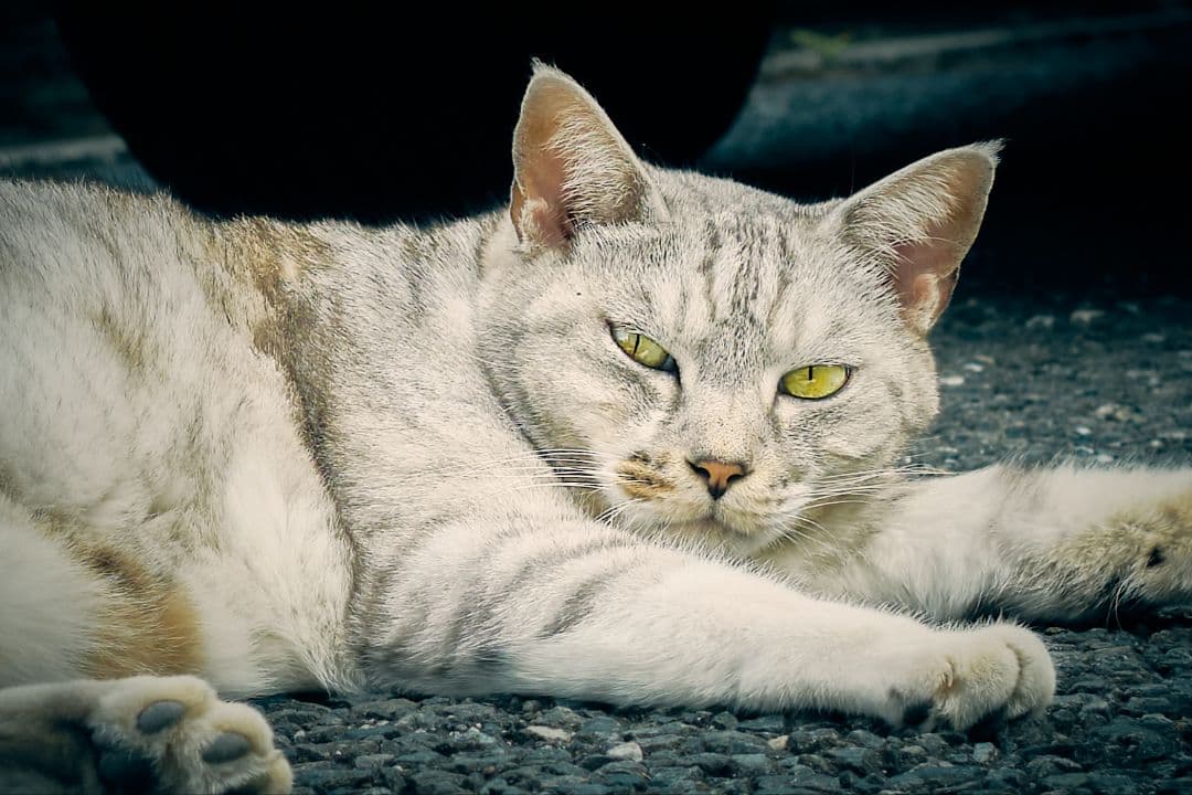 FUJINON XF35mmF1.4 R 単焦点レンズ