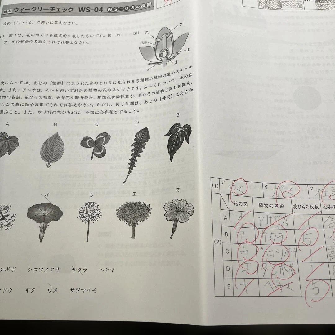 Weekly SapiX 理科 小6 夏期集中　時事演習　2024年