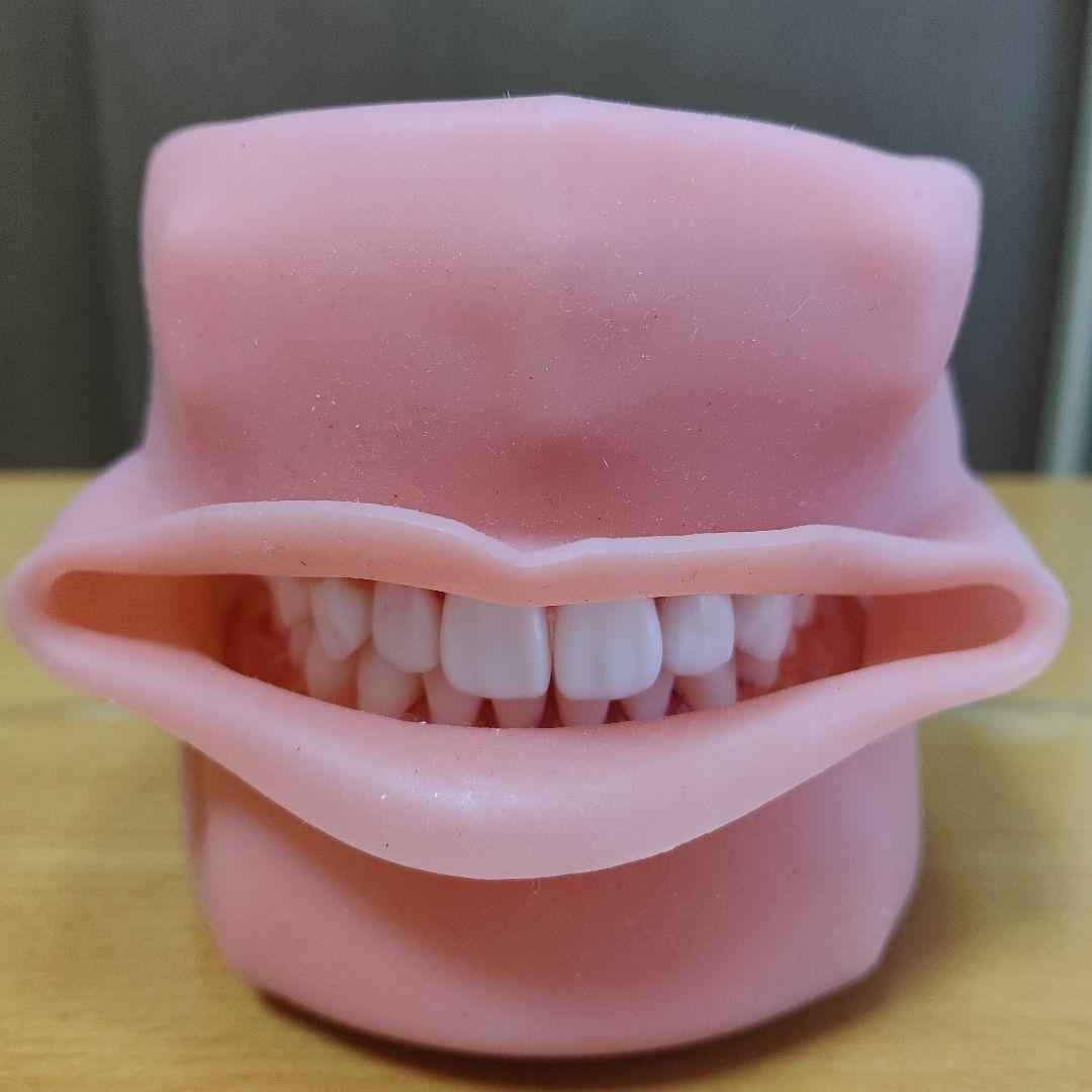 歯の模型/歯科衛生士