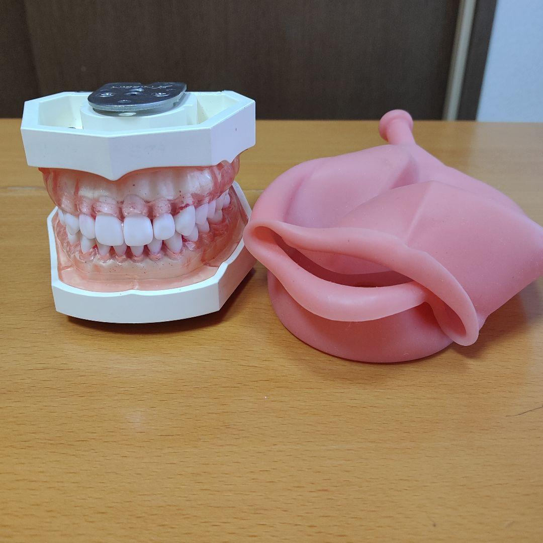 歯の模型/歯科衛生士