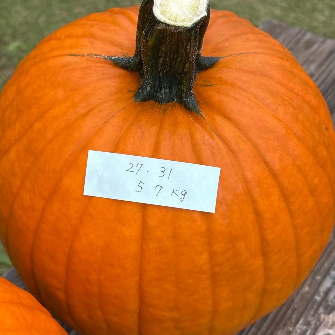 【みかんその3】ハロウィンかぼちゃ　本物