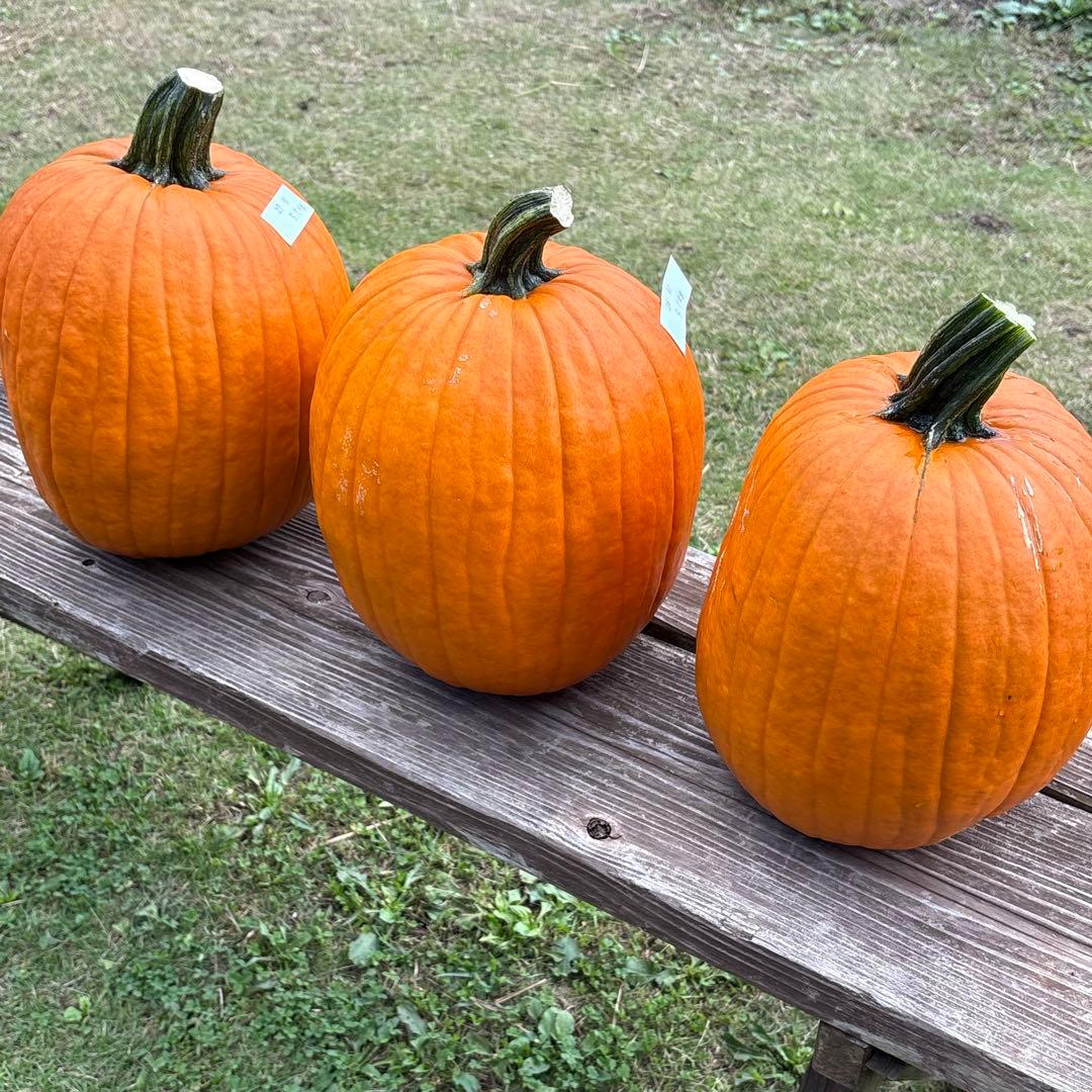 【みかんその3】ハロウィンかぼちゃ　本物