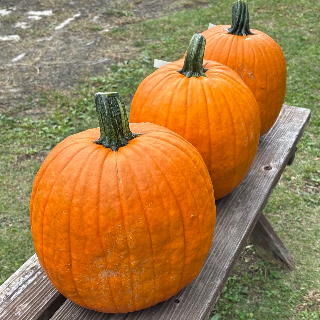 【みかんその3】ハロウィンかぼちゃ　本物