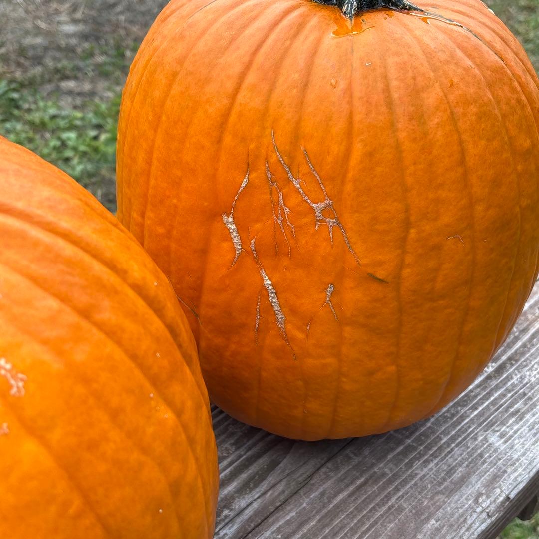 【みかんその3】ハロウィンかぼちゃ　本物