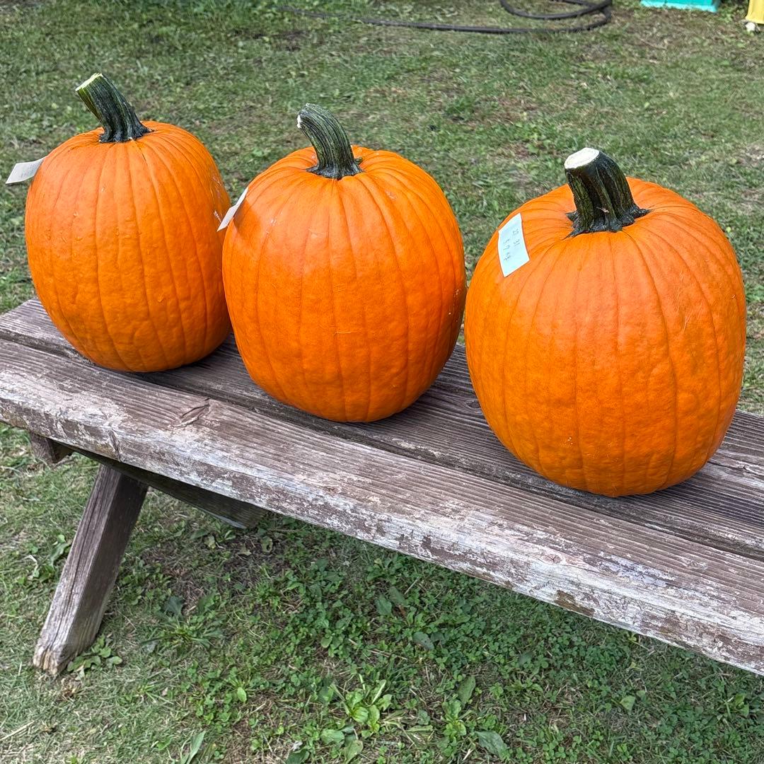 【みかんその3】ハロウィンかぼちゃ　本物