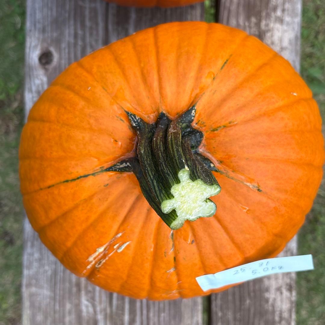 【みかんその3】ハロウィンかぼちゃ　本物