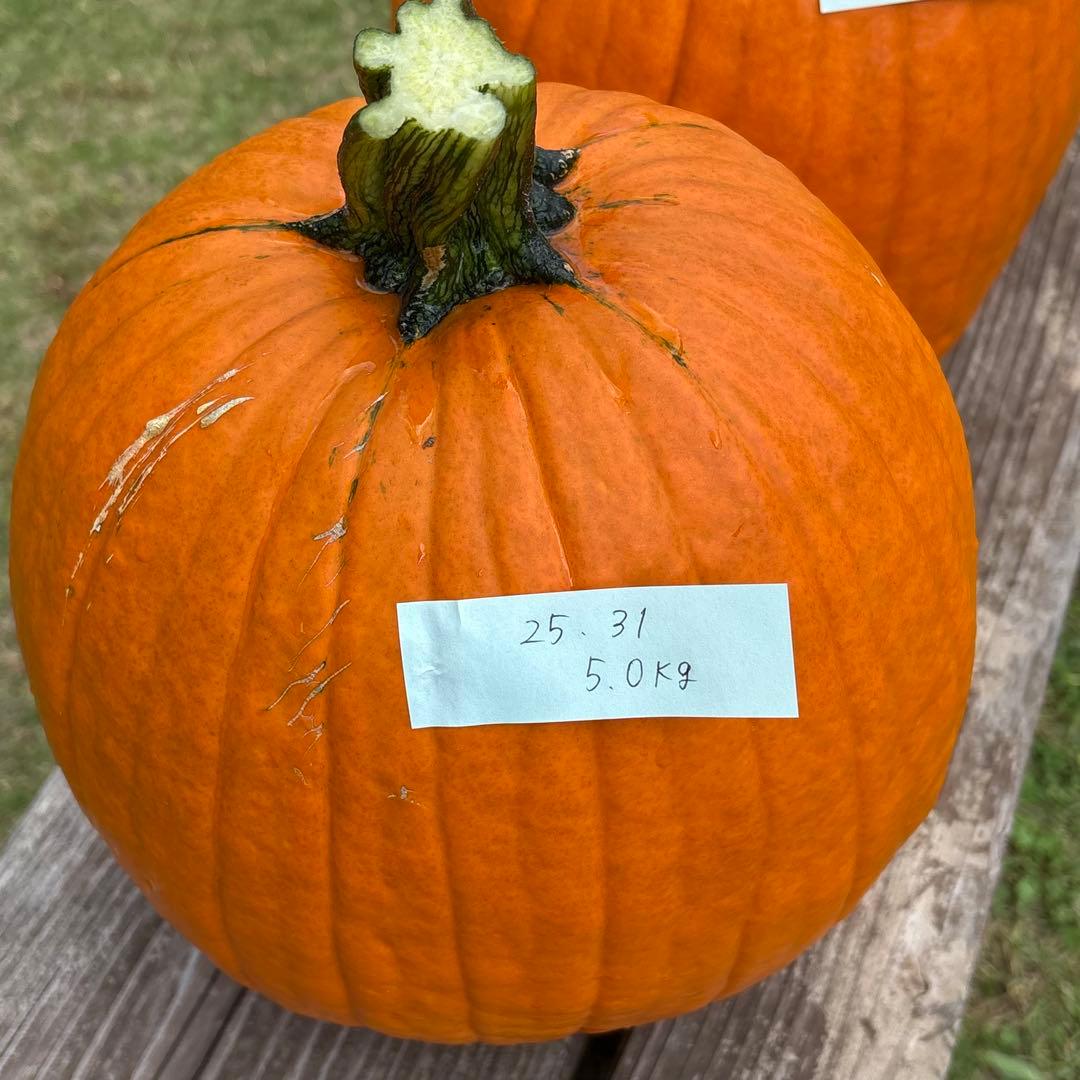 【みかんその3】ハロウィンかぼちゃ　本物