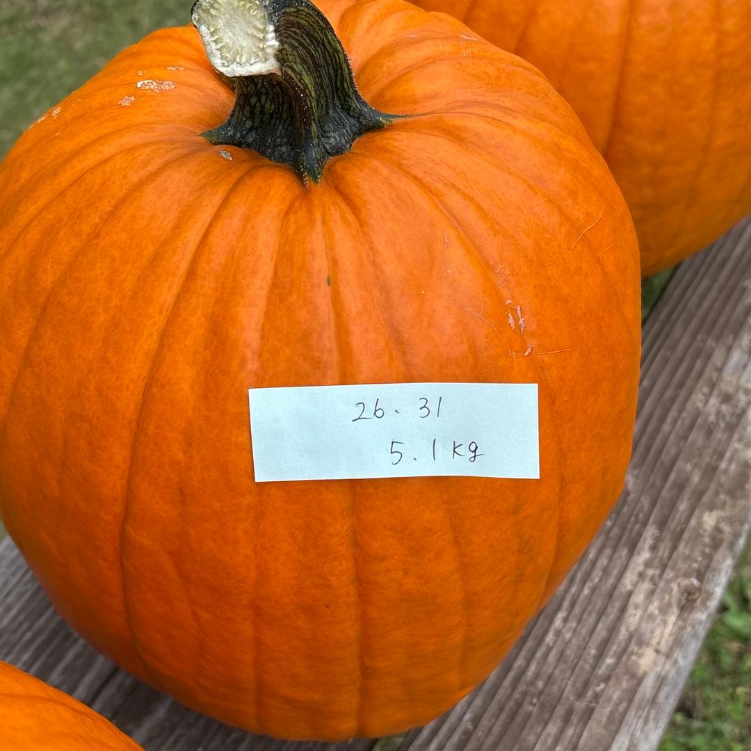 【みかんその3】ハロウィンかぼちゃ　本物