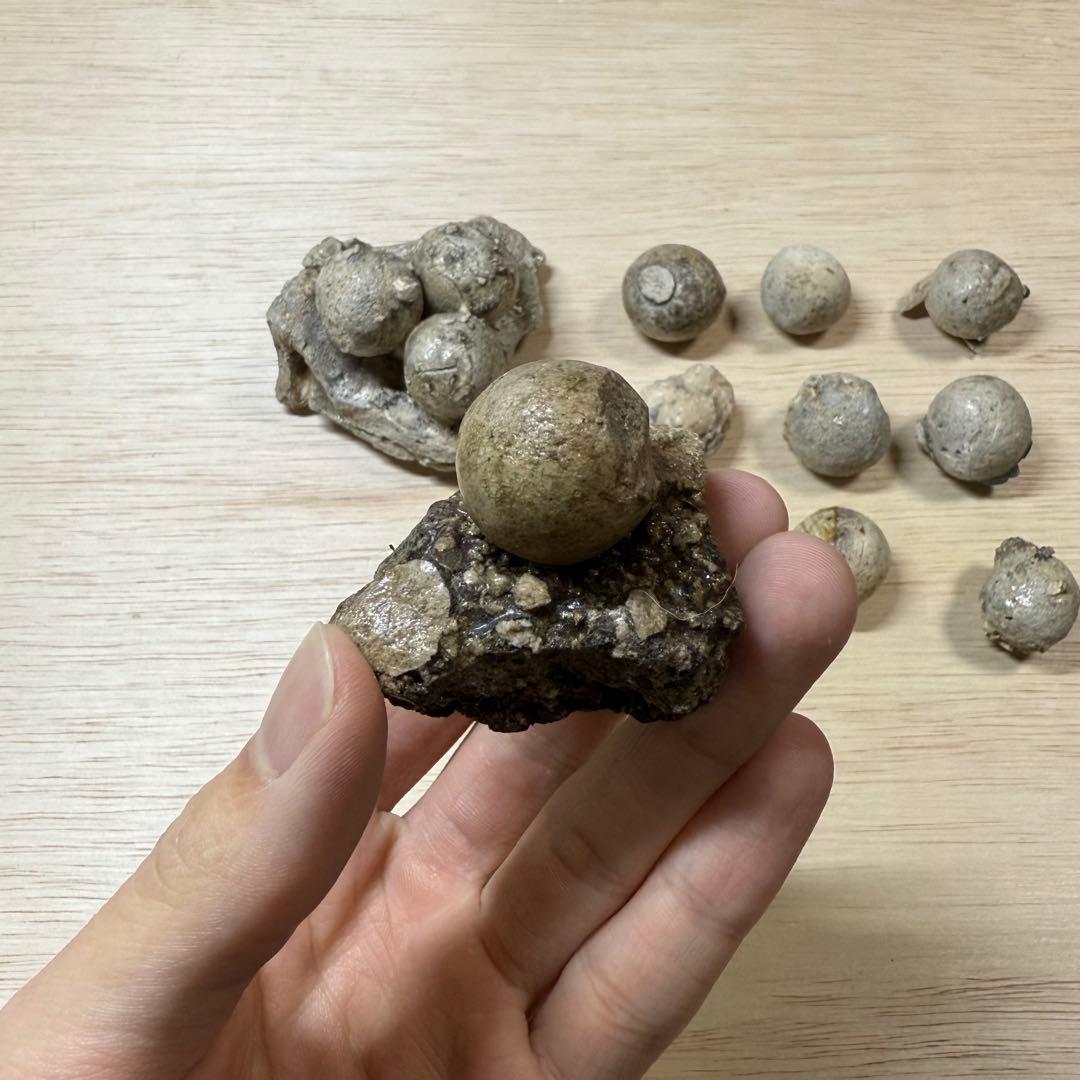 古瀬戸 陶丸 鎌倉時代 室町時代 陶片 発掘品 古常滑 古美濃 古美術 骨董品