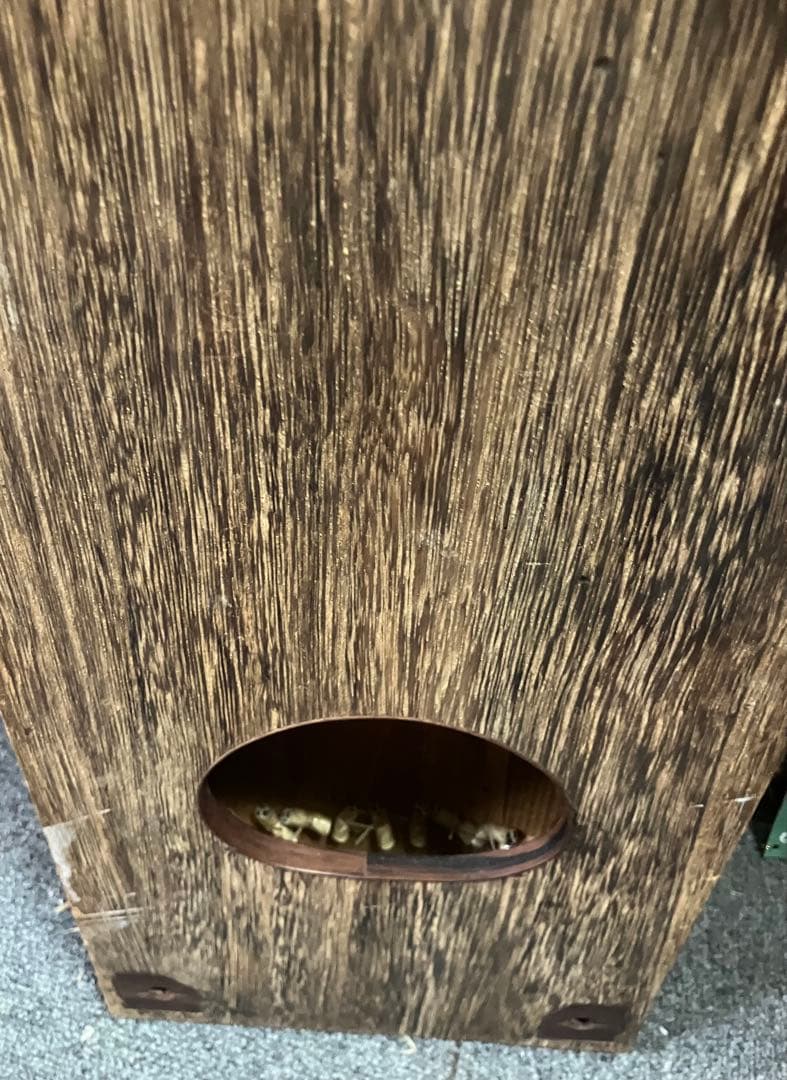 さ　13弦お琴です。並甲、すだれ彫り 琴柱他一式付き