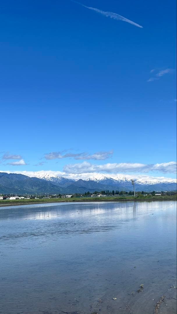 Apple iPhone13mini 256GB スターライト