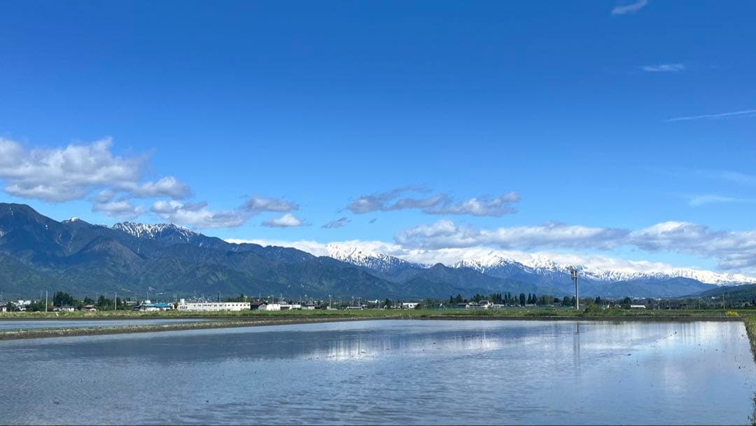 Apple iPhone13mini 256GB スターライト