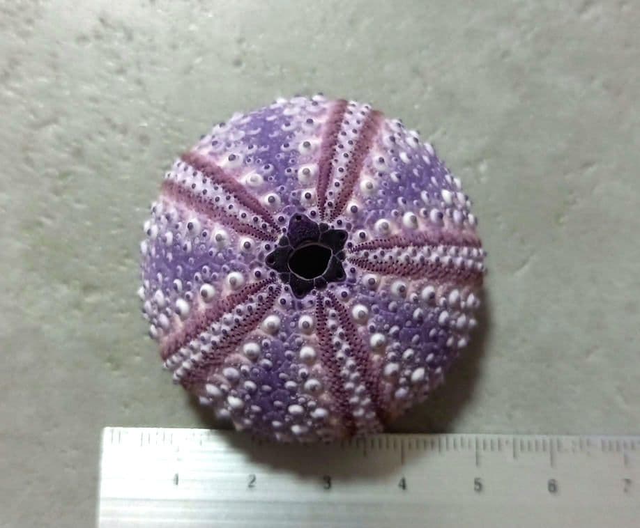 Arbacia　nigra(Tetrapygus nigra) 　ウニ殻