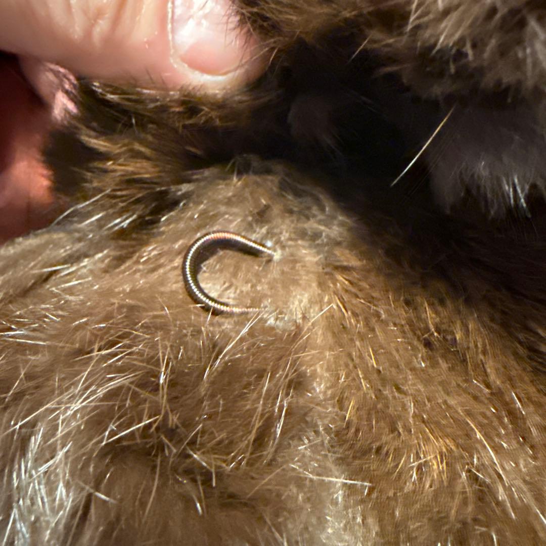 リアルファー ショートコート ブラウン