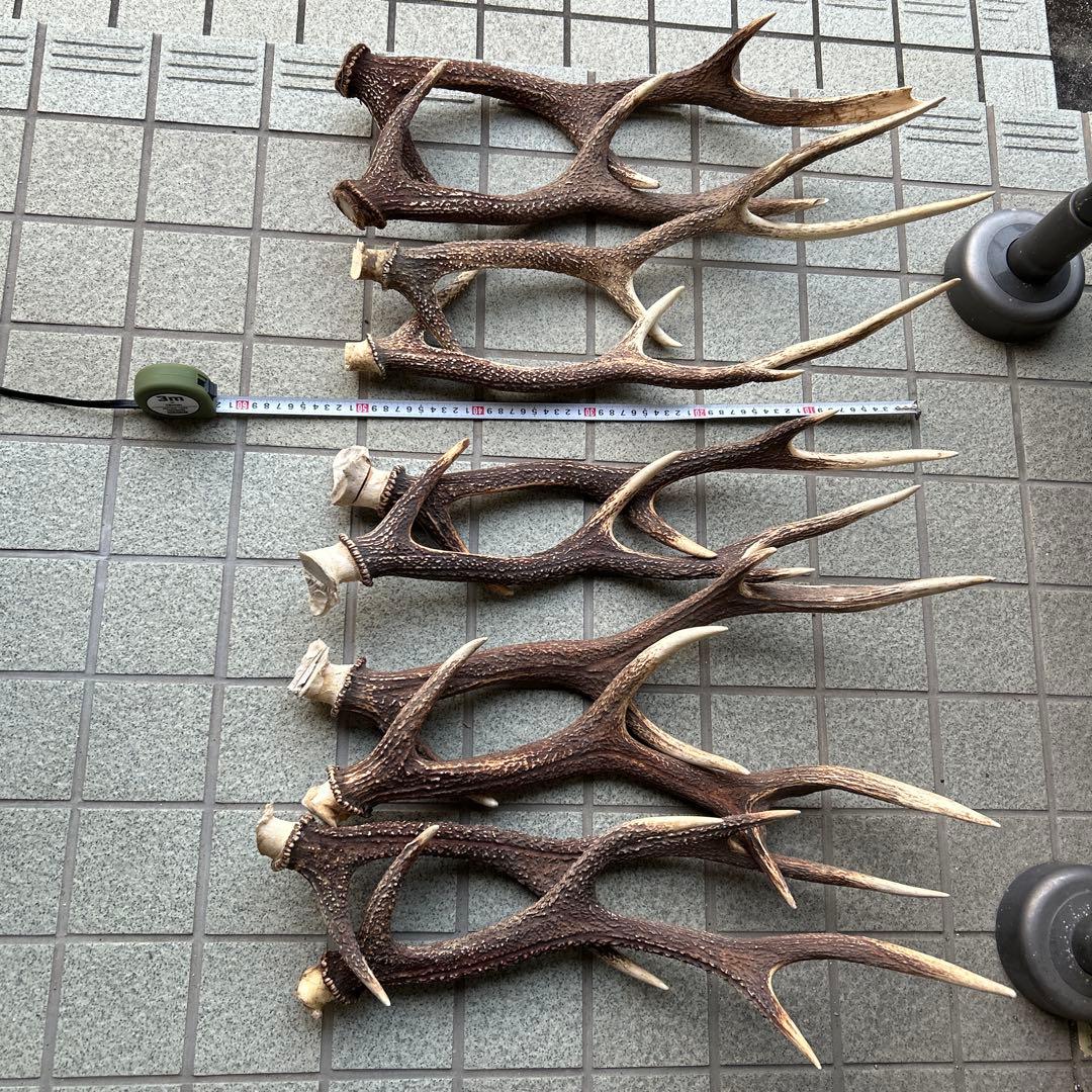 値下げしました！ ニホンジカの角 5組 10本 インテリア用品