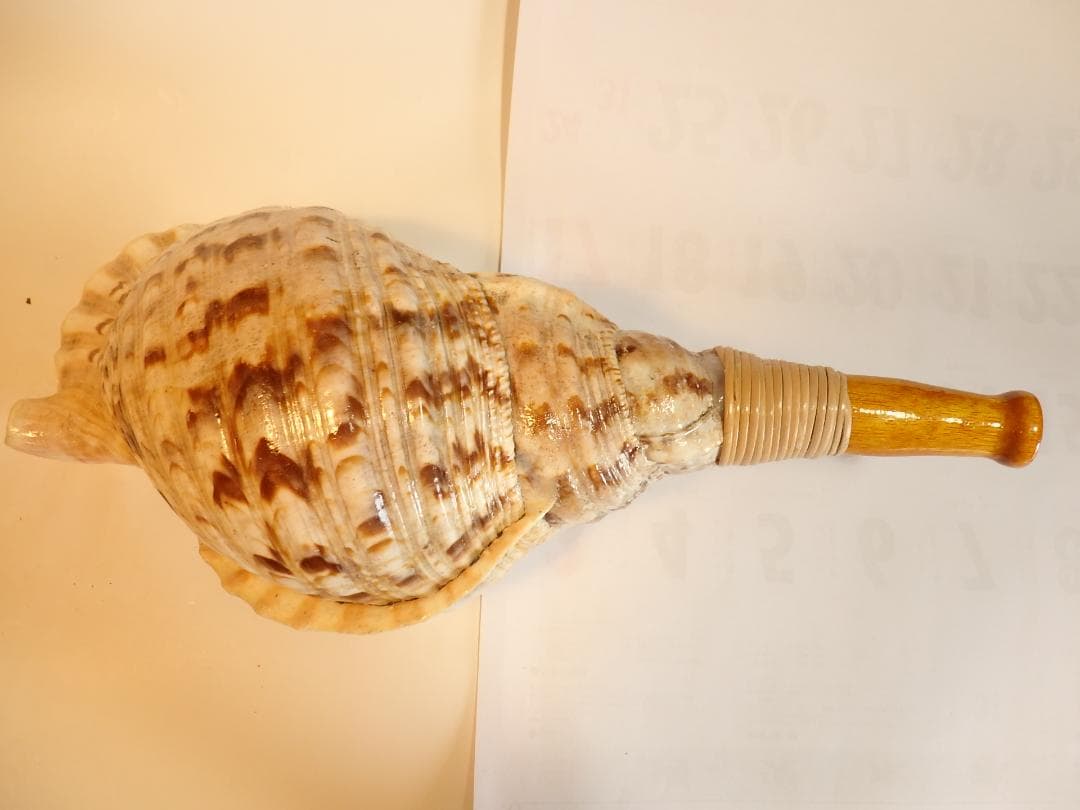 法螺貝 約40㎝ 木製歌口,新品 MH-469