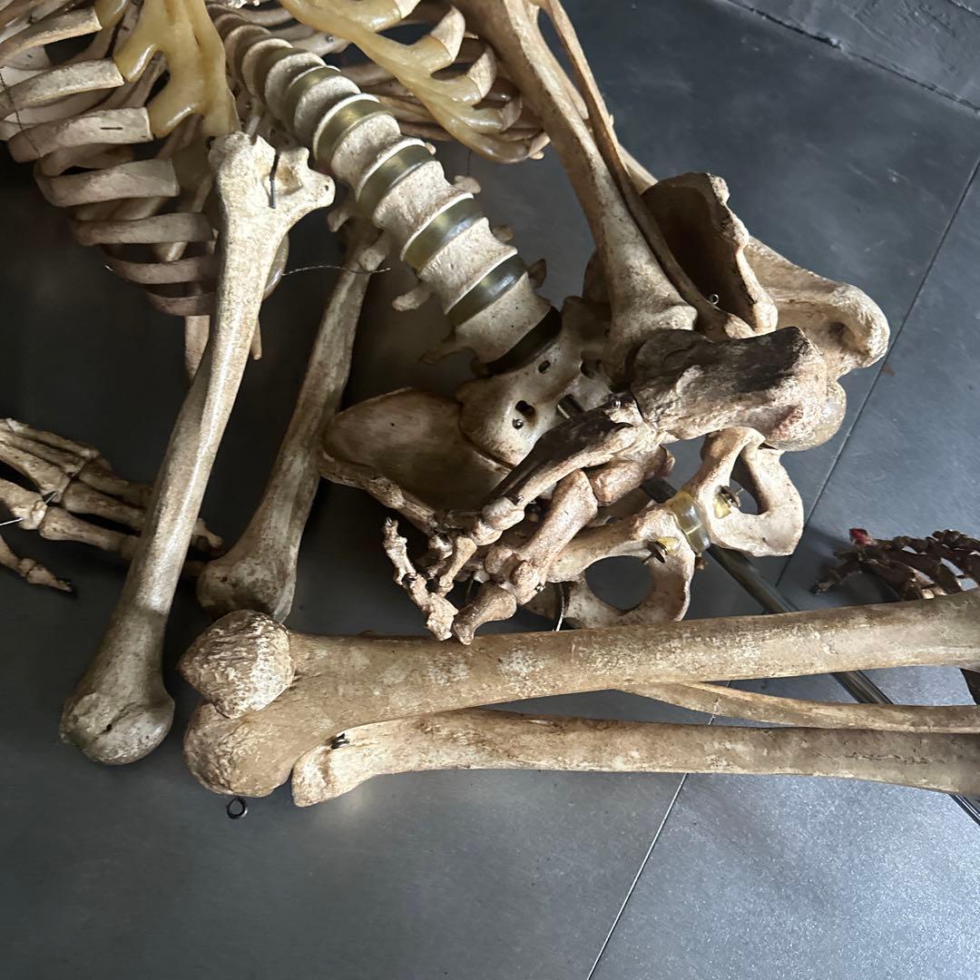 お値下げ‼️人骨模型ジャンク難ありハロウィンディスプレイハロウィン衣装に❗️